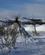 200 Lavvo Telt I Gabba Rensdyrpark Ved Kirkenes Ishotel Kirkenes Hurtigruten Norge Anne Vibeke Rejser DSC04861