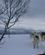 608 Hundeslaeden Traekkes Lydloest Gennem Sneen Tromsoe Hurtigruten Norge Anne Vibeke Rejser DSC05591