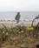 703 Rauke Ved Langhammars Faaroe Gotland Sverige Anne Vibeke Rejser IMG 1524