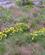 184 Gule Blomster Lyser Op I Graesset Vestsveriges Skaergaard Anne Vibeke Rejserpict0258