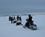 100 Snescooter Paa Hoejfjaeldet Grövelsjön Dalarna Sverige Anne Vibeke Rejser IMG 4869