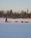 306 Hundeslædetur I Laplands Vildmark Pajala Lapland Sverige Anne Vibeke Rejser PICT0089
