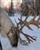 402 Ren Med Usaedvanligt Flot Gevir Pajala Lapland Sverige Anne Vibeke Rejser PICT0111