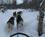 100 Hundeslaede I Roeros Troendelag Norge Anne Vibeke Rejser IMG 0033