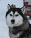 105 En Af De Dejlige Siberian Husky Roeros Troendelag Norge Anne Vibeke Rejser IMG 9995
