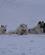 113 Groenlandske Hunde Er Ikke Kaeledyr Men Arbejdshunde Kangerlussuaq Groenland Anne Vibeke Rejser PICT0505