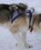 120 Hundene Som Skal Benyttes Til Slaedeturen Har Faaet Seletoejet Paa Kangerlussuaq Groenland Anne Vibeke Rejser