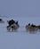 133 De Bagfrakommende Slaeder Kommer Op Paa Siden Af Os Kangerlussuaq Groenland Anne Vibeke Rejser PICT0627