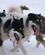135 Hundene Arbejder Haardt Kangerlussuaq Groenland Anne Vibeke Rejser PICT0603