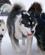 141 Hundene Arbejder Taet Sammen Kangerlussuaq Groenland Anne Vibeke Rejser PICT0597
