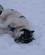 143 Under Pausen Vasker Hundene Sveden Af Sig I Sneen Kangerlussuaq Groenland Anne Vibeke Rejser PICT0528