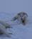 165 Hundene Puster Ud Kangerlussuaq Groenland Anne Vibeke Rejser PICT0643