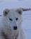 166 Dejlig Og Opmaerksom Hund Kangerlussuaq Groenland Anne Vibeke Rejser PICT0651