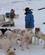 172 Der Goeres Klar Til Afgang Kangerlussuaq Groenland Anne Vibeke Rejser PICT0141