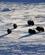 121 Muskosokser Er Flokdyr Og Holder Sammen Kangerlussuaq Groenland Anne Vibeke Rejser PICT0302