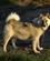 131 De Flotte Hunde Er Ikke Kaeledyr Men Robuste Arbejdshunde Ilulissat Groenland Anne Vibeke Rejser DSC04401