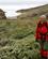 152 Gennem Et Utal Af Forskellige Arktiske Blomster Ilulissat Groenland Anne Vibeke Rejser DSC04929