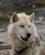 173 Ikke Alle Groenlandske Hunde Ser Lige Fredelige Ud Ilulissat Groenland Anne Vibeke Rejser DSC04957
