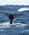 300 Hvalsafari Ved Ilulissat Groenland Anne Vibeke Rejser DSC04780