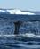313 Pukkelhvalen Dykker Og Vandet Vaelter Af Halefinnen Hvalsafari Lulissat Groenland Anne Vibeke Rejser DSC04794