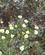 268 Mange Forskellige Alpine Blomsterarter Glacier Lodge Eqi Groenland Anne Vibeke Rejser IMG 1052