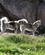 430 Slaedehundene Staar Laenket Lidt Uden For Sisimiut Groenland Anne Vibeke Rejser DSC05035