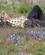 830 Ren Afslapning Efter En Dejlig Ferie Blomsterdalen Narsarsauaq Groenland Anne Vibeke Rejser IMG 1290