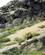 130 Pludseligt Moede Med En Enlig Moskusokse Kangerlussuaq Groenland Anne Vibeke Rejser 18