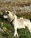 212 Groenlandske Hunde Sisimiut Groenland Anne Vibeke Rejser DSC01479