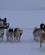 332 Slaedehundene Arbejder Lyngmarksbraeen Diskooeen Groenland Anne Vibeke Rejserpict0628