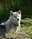 340 Slaedehund Ser Efter Sine Hvalpe I Qeqertarsuaq (Godhavn) Diskooeen Groenland Anne Vibeke Rejser DSC01477