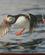 720 Et Af Marten Brils Fantastiske Billeder Af En Lunde Andenes Andoeya Nordland Norge Anne Vibeke Rejser IMG 6580