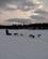 150 Slaedehunde Paa Traening Hemsedal Norge Anne Vibeke Rejserpict0015