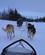 190 Hundeslaedetur Paa Kvitfjell Gudbrandsdalen Norge Anne Vibeke Rejser PICT0060