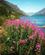 132 Gederams I Blomst Ved Gjendebu Jotunheim Norge Anne Vibeke Rejser