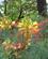 432 Eksotiske Blomster Cáceres Extremadura Spanien Anne Vibeke Rejser IMG 3382