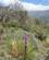 136 Goegeurt I Det Frugtbare Landskab Sierra Nevada Andalusien Spanien Anne Vibeke Rejser IMG 3137