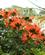 134 Farverige Blomster Langs Kystpromenaden Puerto De La Cruz Tenerife Spanien Anne Vibeke Rejserdsc04408