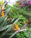 222 Papegoejeblomst Blandt Andre Eksotiske Planter Puerto De La Cruz Tenerife Spanien Anne Vibeke Rejser IMG 3569