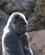 303 Gorilla Loro Parque I Puerto De La Cruz Tenerife Spanien Anne Vibeke Rejser DSC04843