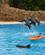 308 Delfinshow Loro Parque I Puerto De La Cruz Tenerife Spanien Anne Vibeke Rejser DSC04643