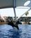 310 Show Med Spækhuggere Loro Parque I Puerto De La Cruz Tenerife Spanien Anne Vibeke Rejser DSC04709