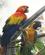 345 Araer Verdens Sroerste Papegoejeart Loro Parque I Puerto De La Cruz Tenerife Spanien Anne Vibeke Rejser DSC04620
