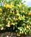 217 Trompetblomster Serra De Tramuntana Mallorca Spanien Anne Vibeke Rejser Billede 043