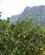 224 Cirtusfrugter I Den Frodige Dal Serra De Tramuntana Mallorca Spanien Anne Vibeke Rejser Billede 057