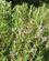 405 Vild Rosmarin Serra De Tramuntana Mallorca Spanien Anne Vibeke Rejserbillede 009
