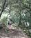 615 I Skoven Serra De Tramuntana Mallorca Spanien Anne Vibeke Rejserbillede 083
