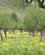 619 Olivenplantage Serra De Tramuntana Mallorca Spanien Anne Vibeke Rejser Billede 097