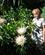 707 En Saerlig Flot Blomst Er Protea Garajonay Nationalpark La Gomerar Spanien Anne Vibeke Rejser IMG 3018