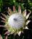 709 Protea Er Sydafrikas Nationalblomst Garajonay Nationalpark La Gomera Spanien Anne Vibeke Rejser IMG 3017
